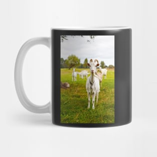 Domestic goats on green pasture Mug